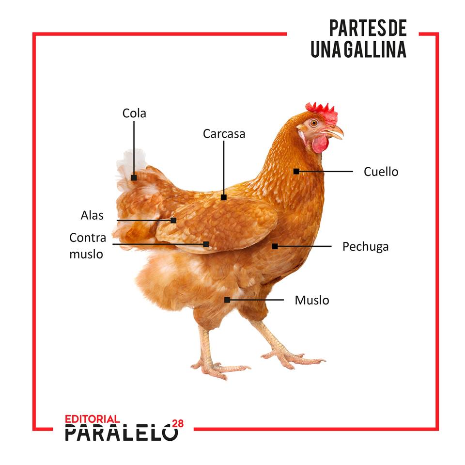 Imagen de la noticia Carne de Pollo